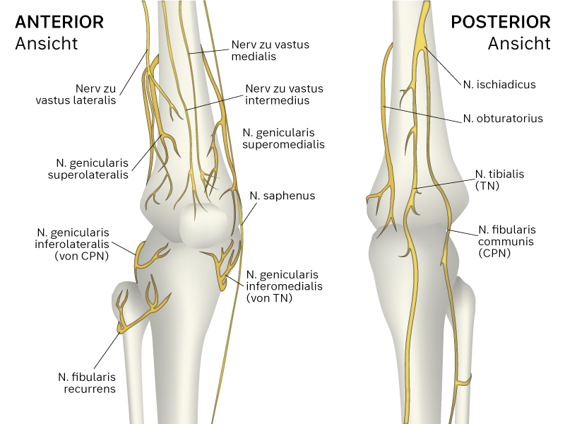 Illustration: Nerven in der Kniegegend Illustration: Nerven in der Kniegegend